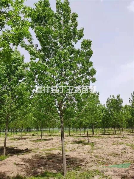 白蠟樹什麽時候栽植/夏季栽種可以嗎