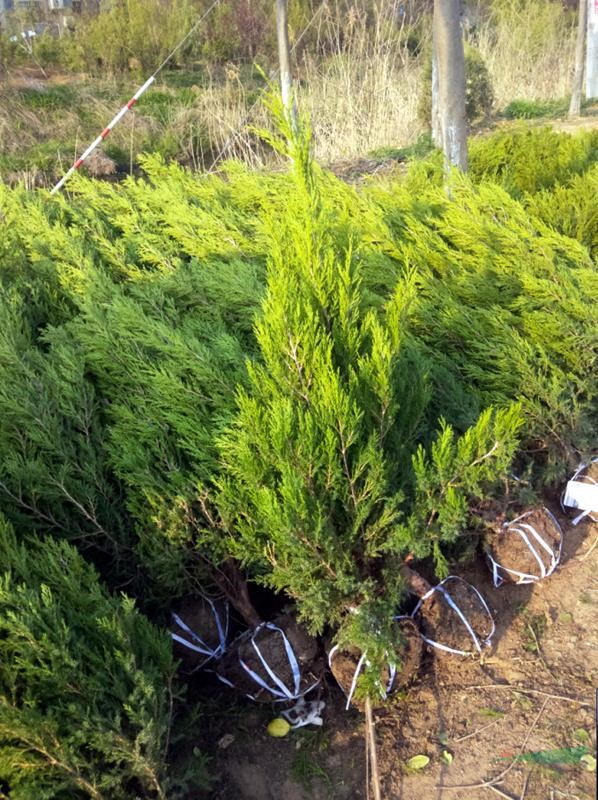 苗圃主营1.2米塔柏价格多少钱  现场看货挖苗