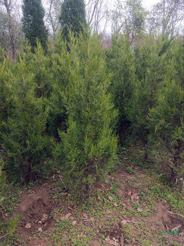 苗圃主营1.2米塔柏价格多少钱  现场看货挖苗