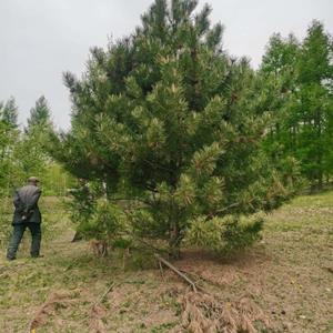 5米油松基地直销，5米油松价格