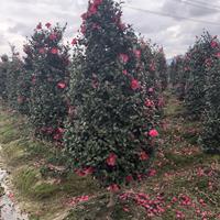 优质特价浙江茶梅便宜 茶梅批发 圣诞树形状茶梅供应