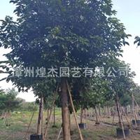 福建[产品]/福建重阳木（秋枫） 米径10-15公分 价格180元-850元价格/报价