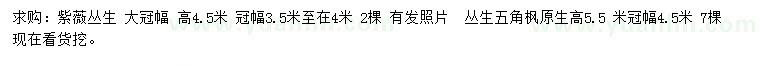 求购高4.5米丛生紫薇、高5.5米丛生五角枫