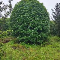 大小规格桂花树 广西桂花价格 桂林桂花树基地