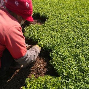 供应10-20公分小叶扶芳藤小苗价格优惠