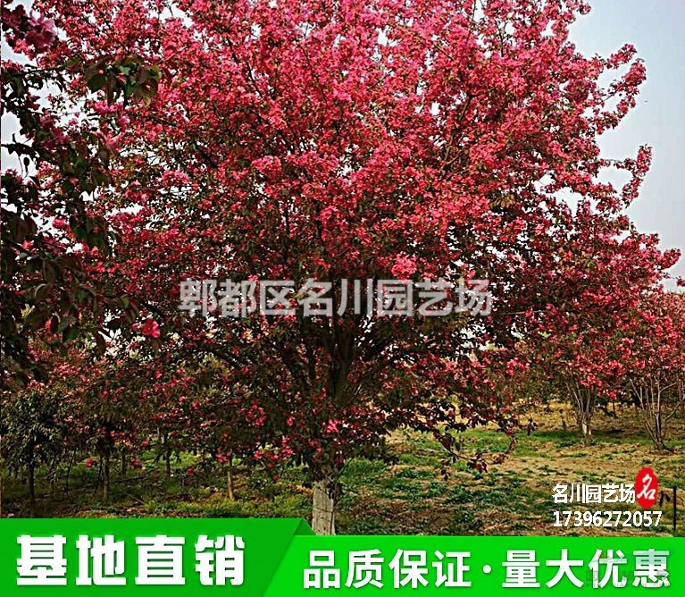 精品垂絲海棠基地_成都垂枝海棠報價_供應有腸花樹木_出售思鄉草_苗圃直供