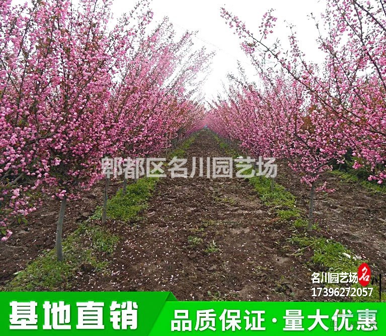精品垂絲海棠基地_成都垂枝海棠報價_供應有腸花樹木_出售思鄉草_苗圃直供