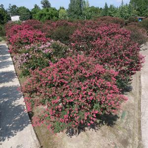 西南紫薇，西南独杆紫薇，西南丛生紫薇，四川紫薇基地，西南大红紫薇，四川大红独杆、丛生紫薇、紫薇基地