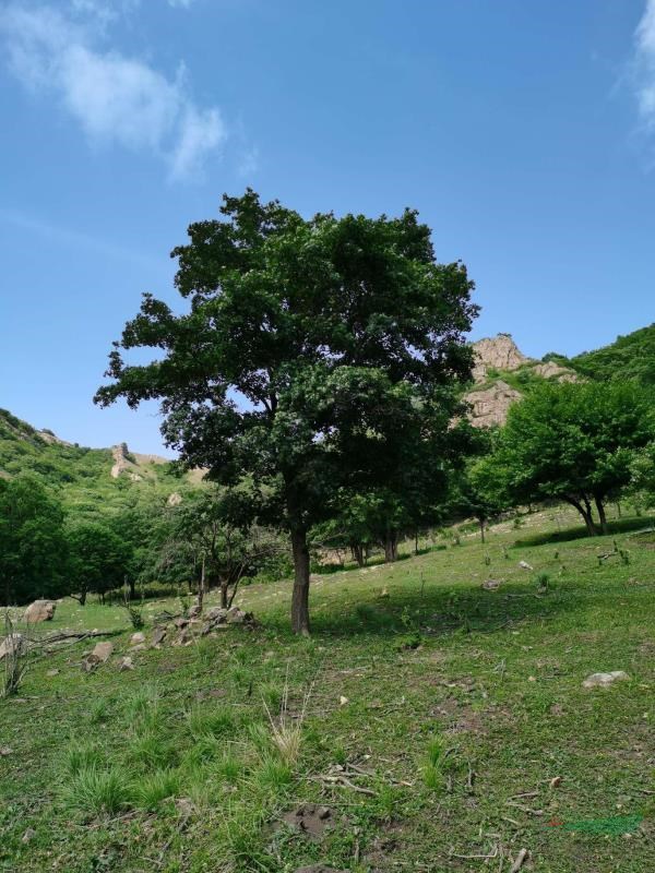 五角楓，單棵五角楓，河北承德基地直銷，質優價廉