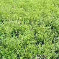 浙江供应千屈菜 萧山千屈菜本地货源 杭州水生植物基地