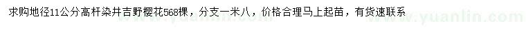 求购地径11公分高杆染井吉野樱