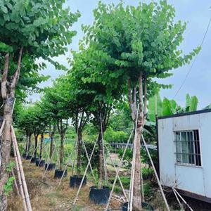 广东宫粉紫荆 12-14公分宫粉紫荆行情报价/广东宫粉紫荆 12-14..