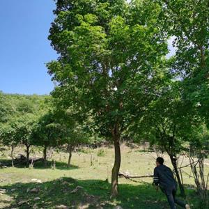 元宝枫，单棵元宝枫，元宝枫批发基地，河北承德基地直销