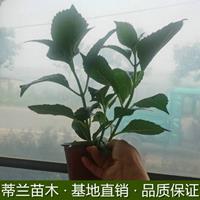 江苏八鲜花批发江苏盆栽八仙花