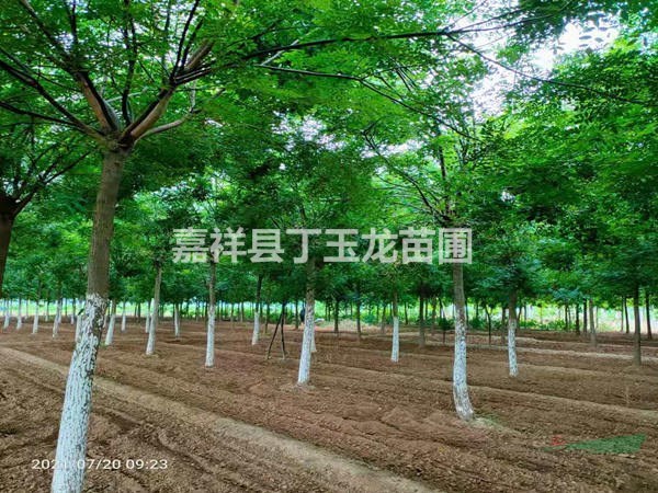 行道绿化國槐树 10-18公分一级國槐 欢迎致电咨询