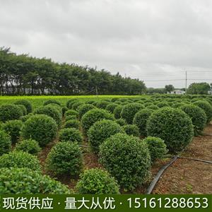 小叶女贞精品球大小规定*基地现货供应蒂兰苗木热忱欢迎您咨询合作