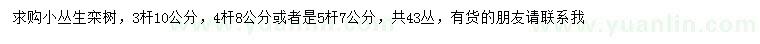 求购3、4、5杆丛生栾树