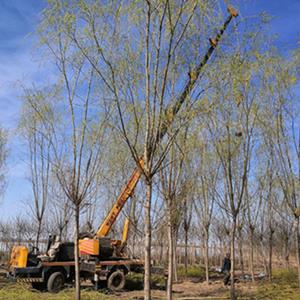 金丝垂柳价格_金丝垂柳产地_金丝垂柳绿化苗木苗圃基地