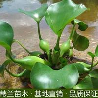 江苏凤眼莲批发基地 这是本基地的水生植物凤眼莲  本基地有很