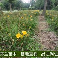 江苏金娃娃萱草基地实拍   这是自家基地实拍的金娃娃萱草大量