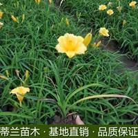 苏北地区金娃娃萱草大量批发  专业的金娃娃萱草培育基地