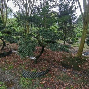 造型罗汉松