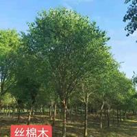 河南丝棉木大量批发 河南精品丝棉木批发  本基地有很多的大规