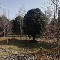 河南桂花批发 如果需要采购金桂可以到河南南阳 河南精品桂花批