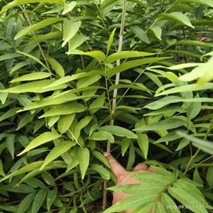 供應無患子树苗 無患子规格* 工程绿化苗木 