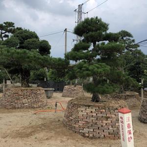 大小规格*黑松基地