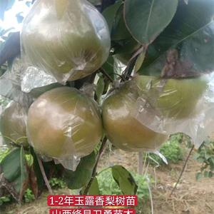 1米玉露香梨树苗价格 （花根+原生根）玉露香梨树苗产地山西