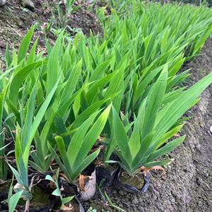 地被植物鸢尾种根苗 德国鸢尾花蝴蝶兰 蓝蝴蝶 室内盆栽庭院地栽多色