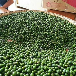 防火林树种子 木荷种子批发 荷木种子产地价格