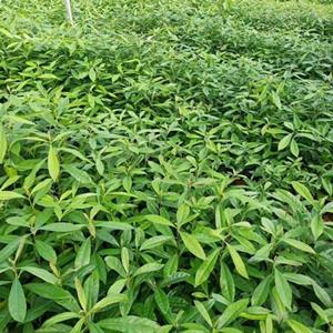 绿化用木荷树 木荷小苗 种植基地直发