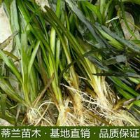 江苏水生植物苦草批发基地实拍  如果需要采购苦草的可以到本基