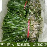 苏北地区苦草批发 江苏苦草批发  本基地有很多的水生植物苦草