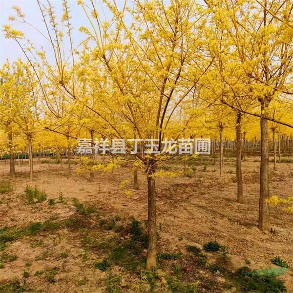 矮接金枝槐10公分價格 