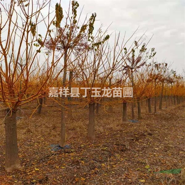 矮接金枝槐10公分價格 