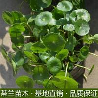 江苏香菇草大量批发 沭阳香菇草批发 这是自家基地的香菇草批发