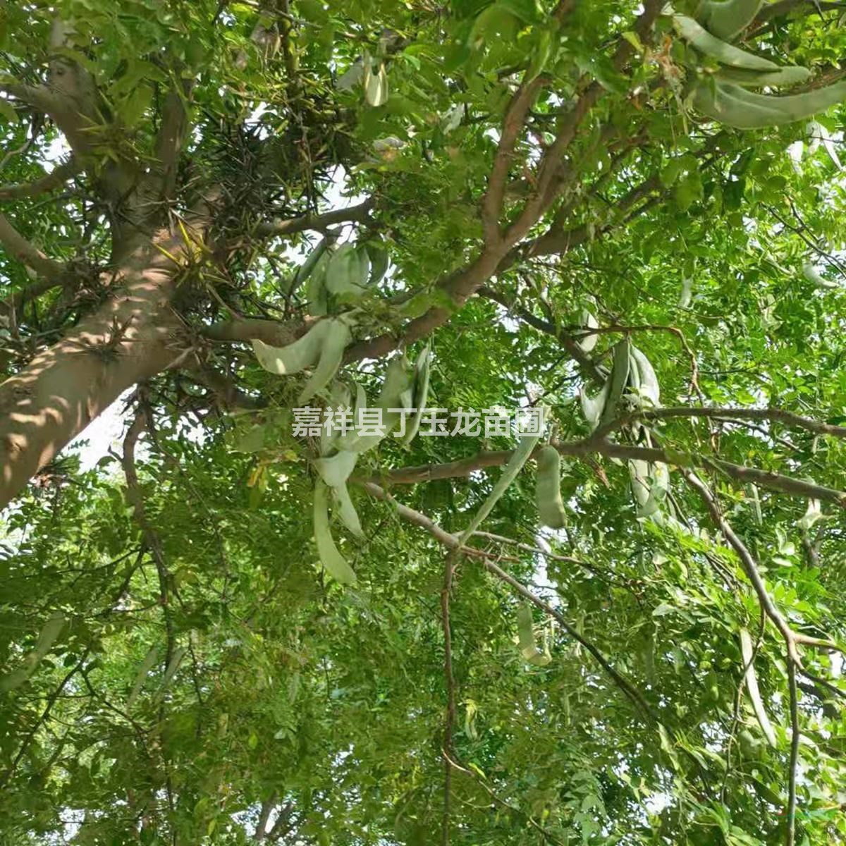 皂莢樹（8-50公分）