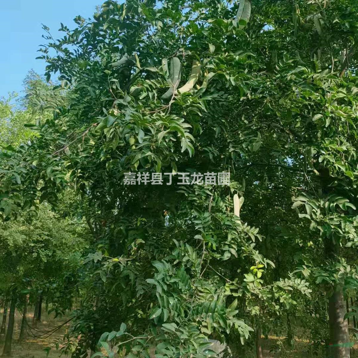 皂莢樹（8-50公分）