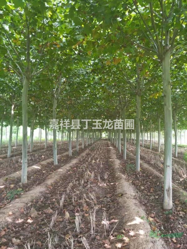 速生法桐12-25公分