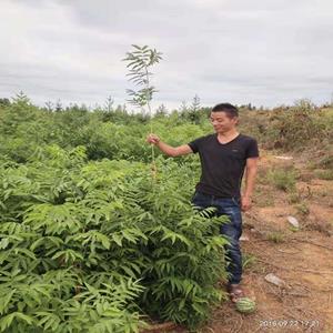 無患子树苗批发 工程绿化苗木 庭院种植色块 绿篱無患子小苗