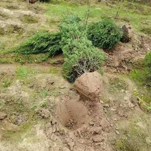  塔柏1米塔柏价格 基地1米5塔柏多少钱一棵2米塔柏