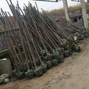 5公分红榉基地价格_5公分红榉产地多少钱