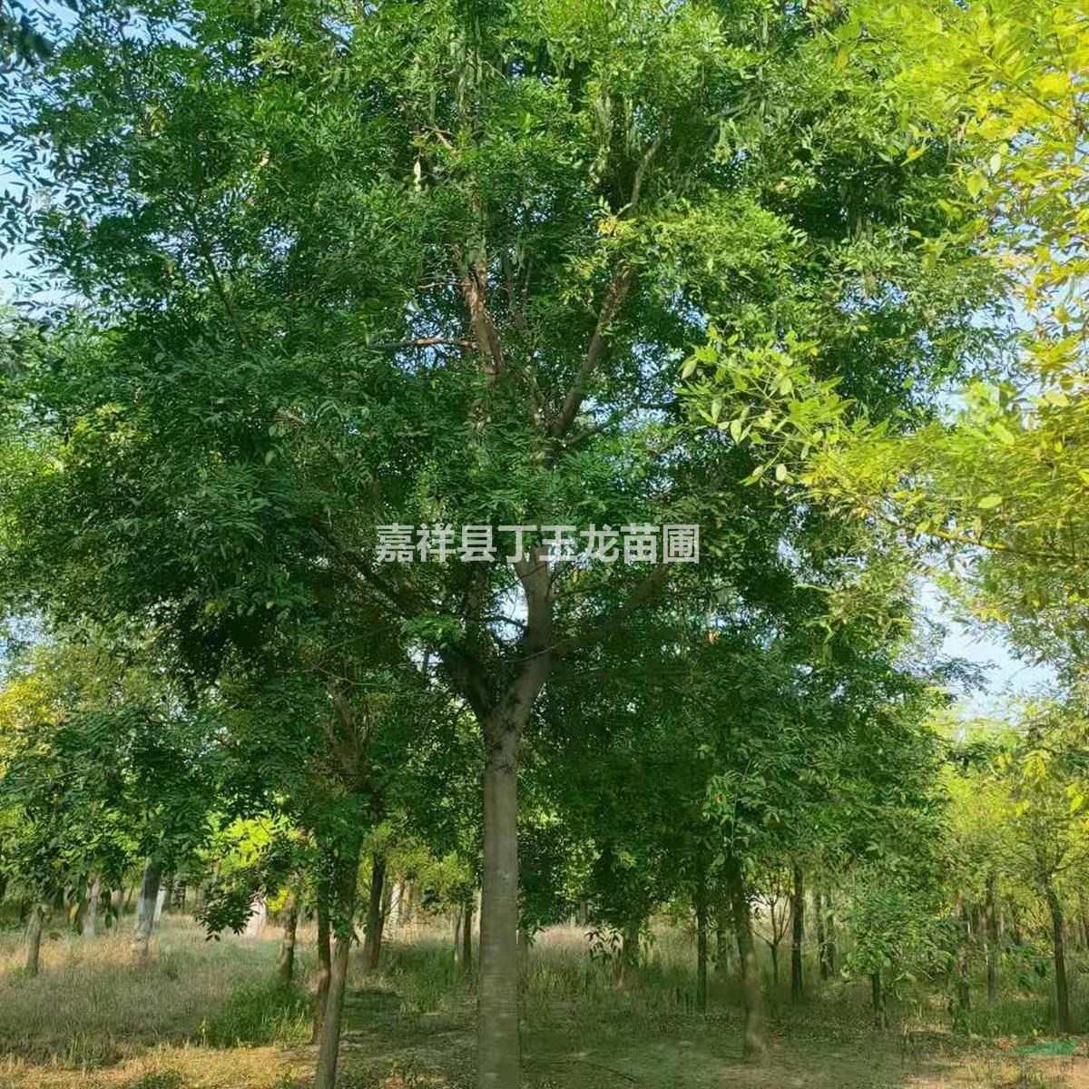 皂莢樹園林用途