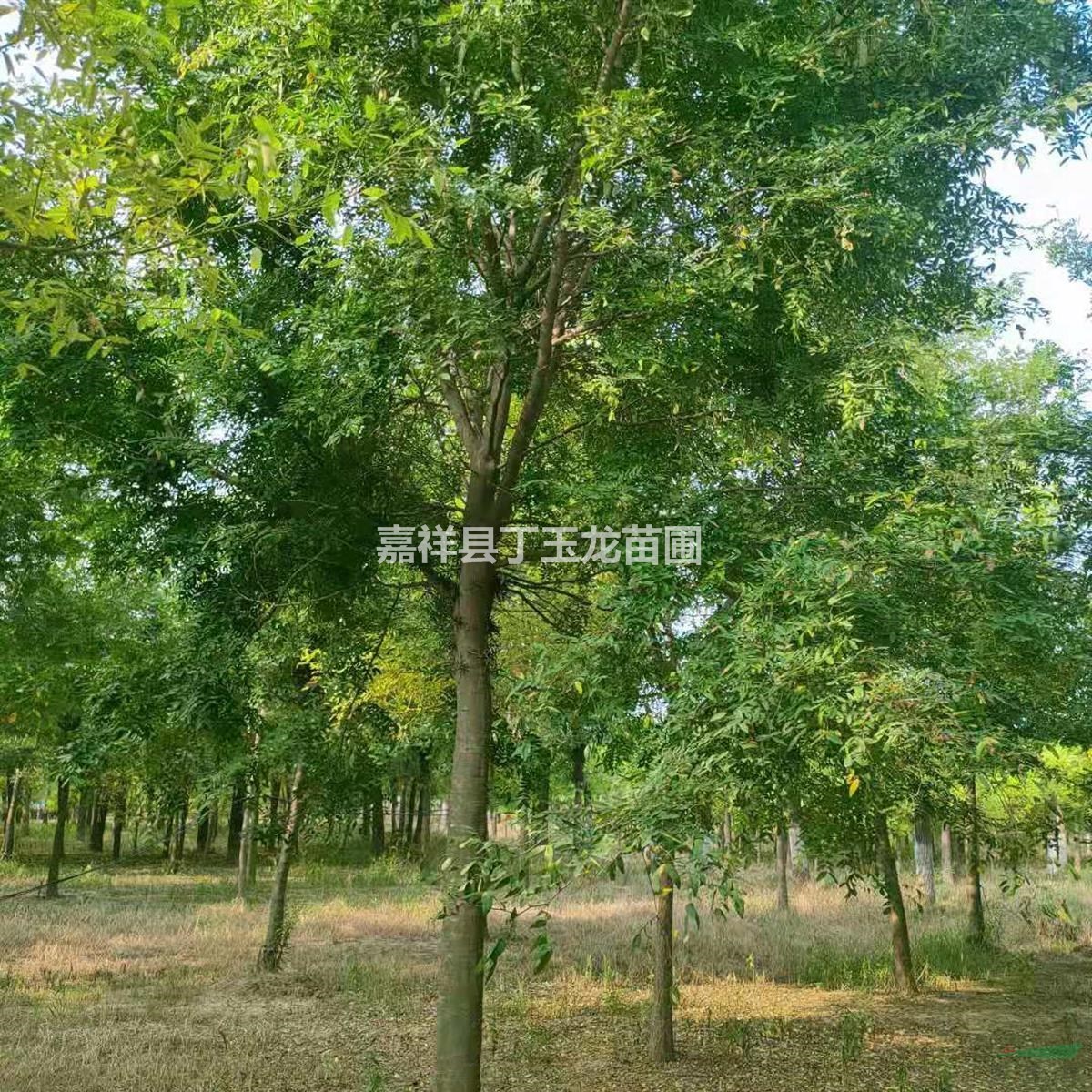 皂荚树出售 全冠皂角15-30公分