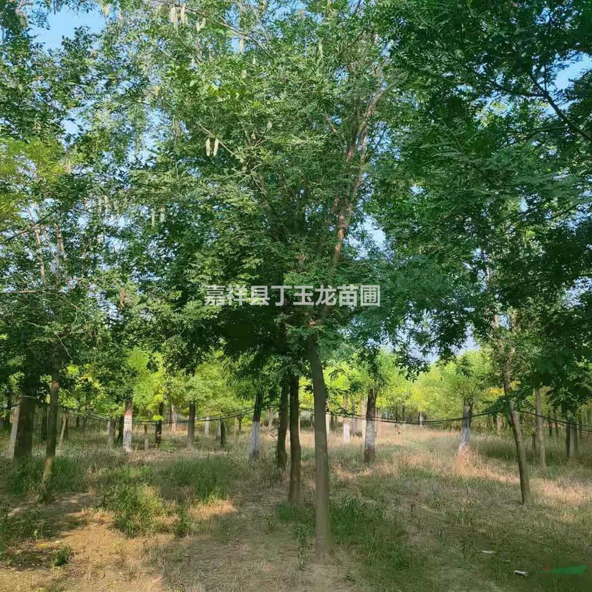 皂荚树出售 全冠皂角15-30公分