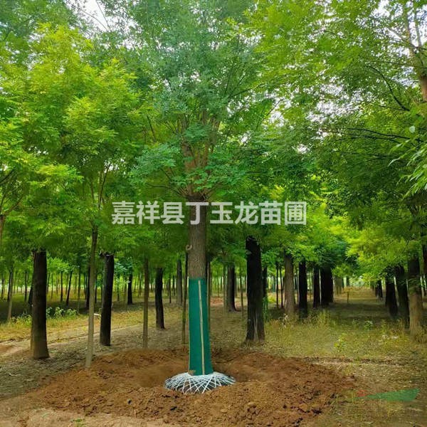 供應優質量30-60公分大國槐樹