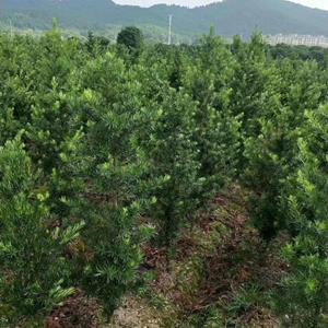 江西罗汉松小苗基地 罗汉松批发 罗汉松小苗现货供应